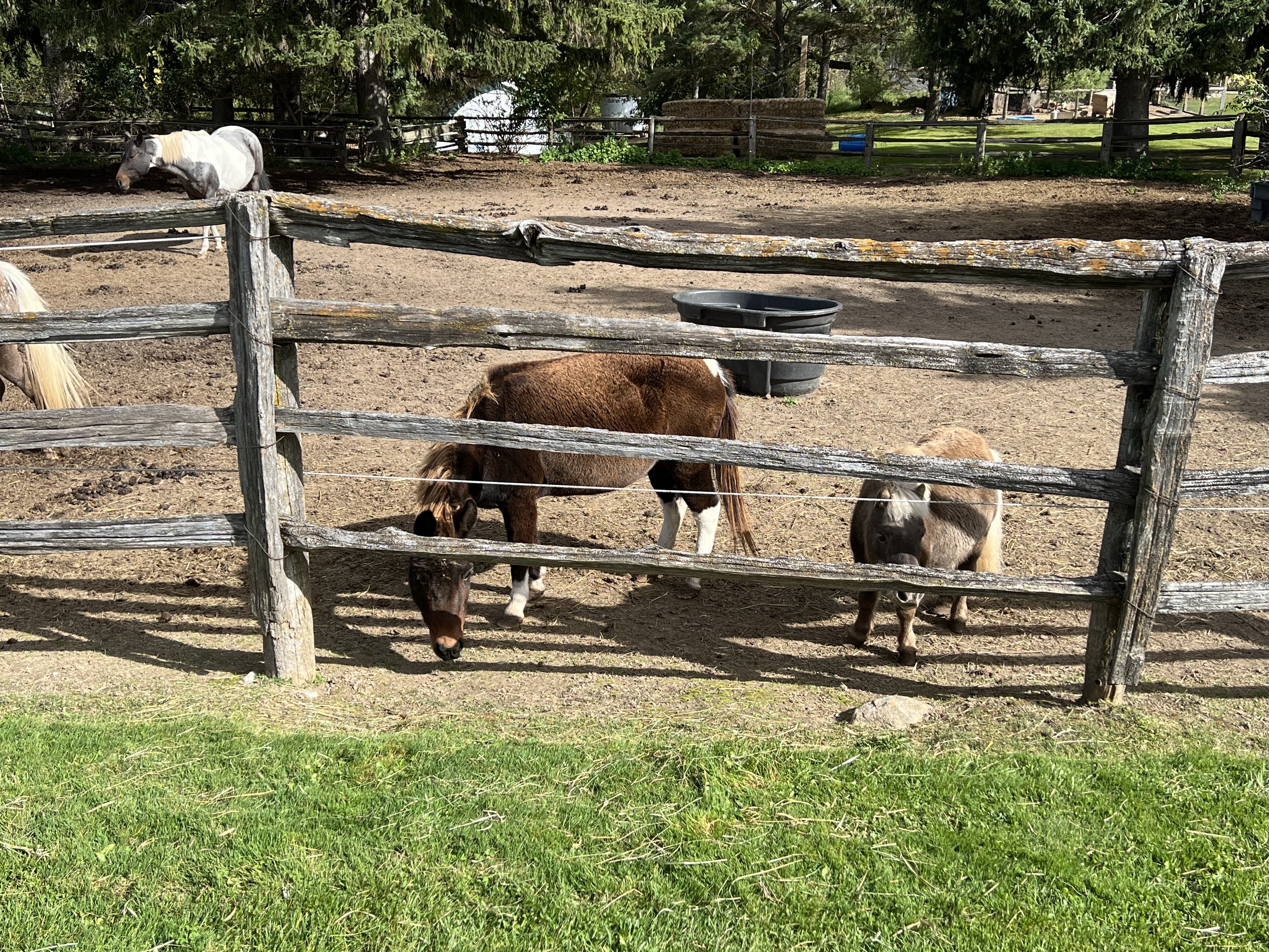 Horse Riding — photo 10